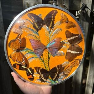 Vintage Taxidermy Butterfly Wall Art In Domed Frame With Orange Background 9.5”
